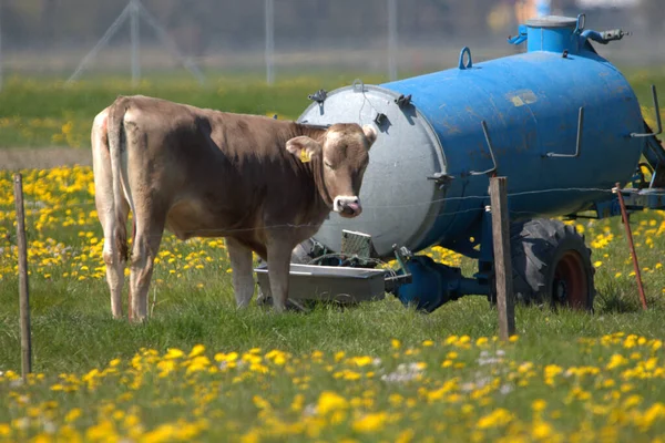 İsviçre 'nin Altenrhein şehrinde güneşli bir günde yeşil çiçekli bir çayırdaki inek 21.4.2021