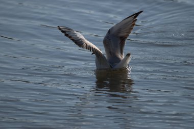 İsviçre 'de Altenrhein Constance Gölü' ndeki sudaki martı sayısı 23.4.2021