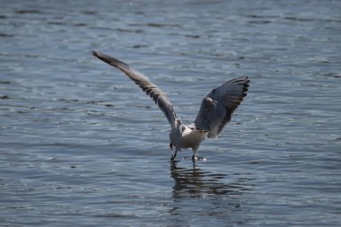 İsviçre 'de Altenrhein Constance Gölü' ndeki sudaki martı sayısı 23.4.2021