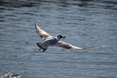 Martı İsviçre 'nin Altenrhein kentinde, Constance Gölü' nde küçük bir balık avladı.