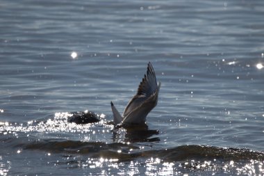 İsviçre 'de Altenrhein Constance Gölü' ndeki sudaki martı sayısı 23.4.2021