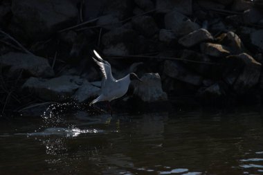 İsviçre, Altenrhein, Constance Gölü 'nde uçan bir martı gördüm. 23.4.2021.