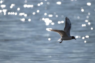 İsviçre, Altenrhein, Constance Gölü 'nde uçan bir martı gördüm. 23.4.2021.