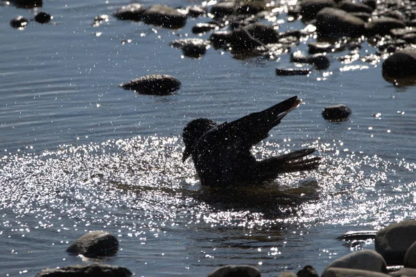 Corbeau Noir Prend Bain Dans Lac Constance Altenrhein Suisse 2021 — Photo