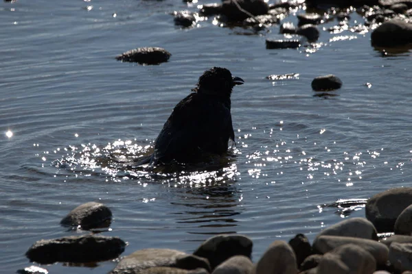 Corbeau Noir Prend Bain Dans Lac Constance Altenrhein Suisse 2021 — Photo