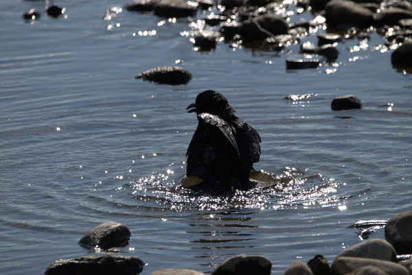 Cuervo Negro Está Bañando Lago Constanza Altenrhein Suiza 2021 —  Fotos de Stock