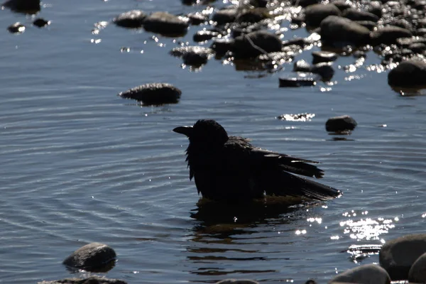 Corbeau Noir Prend Bain Dans Lac Constance Altenrhein Suisse 2021 — Photo