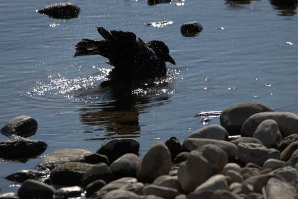Corbeau Noir Prend Bain Dans Lac Constance Altenrhein Suisse 2021 — Photo