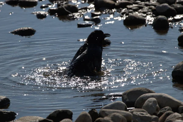 Corbeau Noir Prend Bain Dans Lac Constance Altenrhein Suisse 2021 — Photo