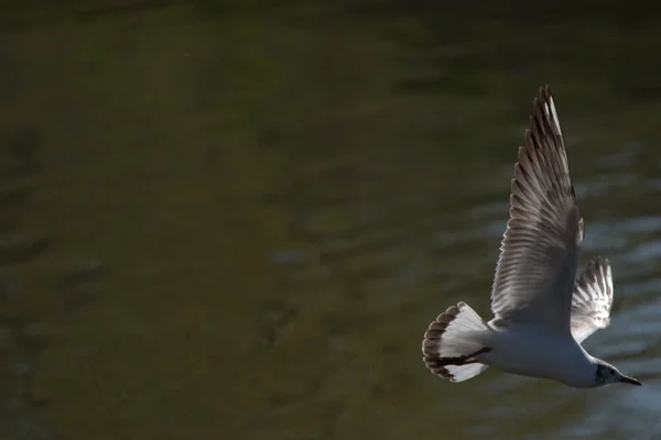 Spotting Seagull Flight Lake Constance Altenrhein Switzerland 2021 — Stock Photo, Image