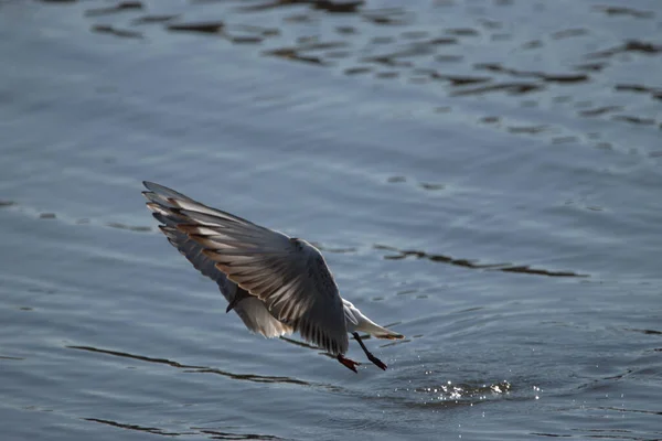 Spotting Seagull Flight Lake Constance Altenrhein Switzerland 2021 — Stock Photo, Image