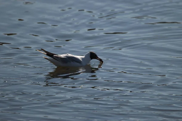 Gaviota Cazado Pequeño Pez Lago Constanza Altenrhein Suiza 2021 — Foto de Stock