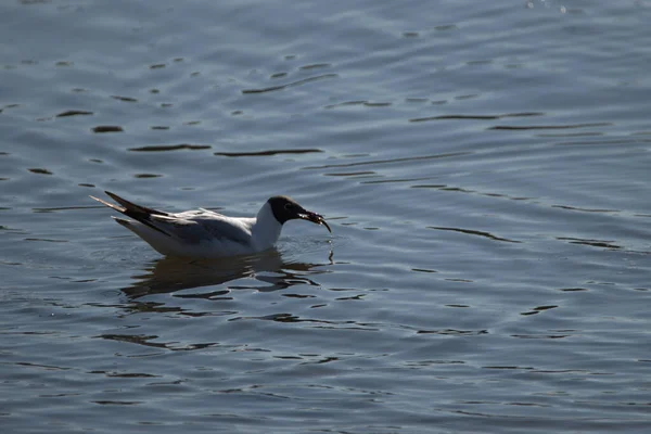 Gaviota Cazado Pequeño Pez Lago Constanza Altenrhein Suiza 2021 — Foto de Stock