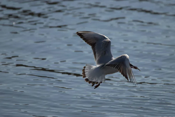 Seagull Has Hunted Little Fish Lake Constance Altenrhein Switzerland 2021 — Stock Photo, Image