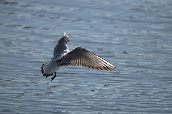 Avistando Uma Gaivota Voo Lago Constança Altenrhein Suíça 2021 — Fotografia de Stock