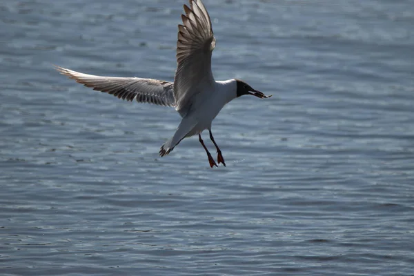 Gaivota Tem Caçado Peixinho Lago Constança Altenrhein Suíça 2021 — Fotografia de Stock