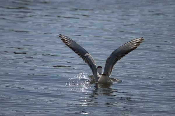 Gaviota Agua Lago Constanza Altenrhein Suiza 2021 — Foto de Stock