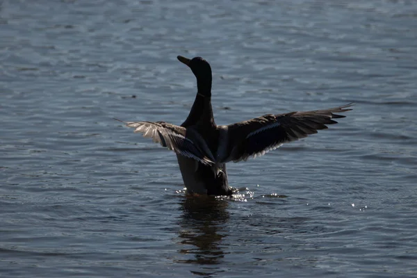 Canard Dans Eau Lac Constance Altenrhein Suisse 2021 — Photo