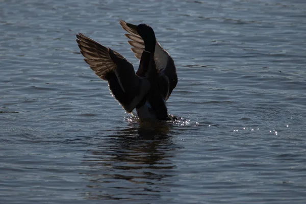 Duck Vízbe Constance Altenrhein Svájcban 2021 — Stock Fotó