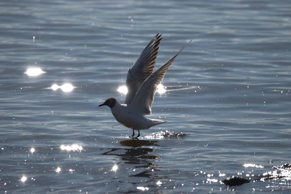 Avistando Uma Gaivota Voo Lago Constança Altenrhein Suíça 2021 — Fotografia de Stock