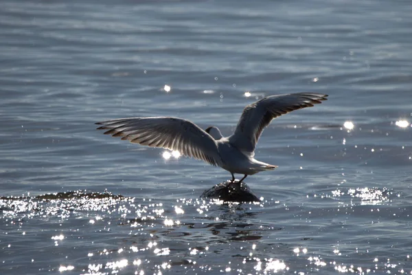 Avistando Uma Gaivota Voo Lago Constança Altenrhein Suíça 2021 — Fotografia de Stock