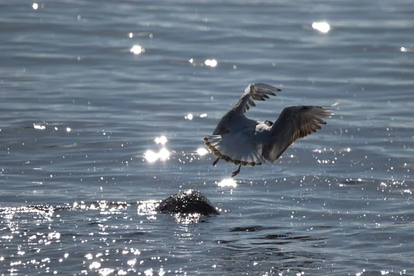 Spotting Seagull Flight Lake Constance Altenrhein Switzerland 2021 — Stock Photo, Image