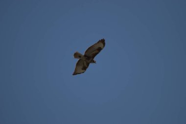Buteo Buteo Yaygın Şahin İsviçre 'nin Altenrhein şehrinde gökyüzünde daireler çiziyor.