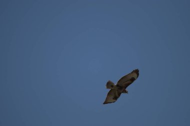 Buteo Buteo Yaygın Şahin İsviçre 'nin Altenrhein şehrinde gökyüzünde daireler çiziyor.