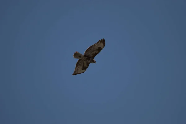 Buteo Buteo Common Buzardはスイスのアルテンレオリンで空を旋回しています23 2021 — ストック写真