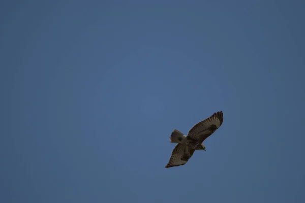 Buteo Buteo Common Buzardはスイスのアルテンレオリンで空を旋回しています23 2021 — ストック写真