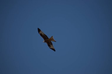 Buteo Buteo ortak şahini İsviçre 'nin Zürih üzerinde 24. 2021' de mavi gökyüzünde daireler çiziyor.