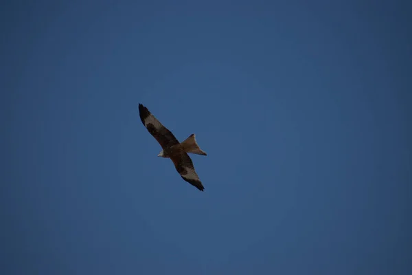 Buteo Buteo Common Buzardは スイスのチューリッヒ上空を旋回しています24 2021 — ストック写真