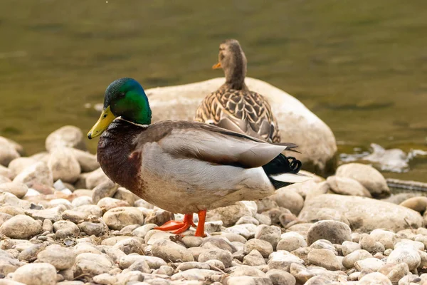 Observation Canard Lac Constance Altenrhein Suisse 2021 — Photo