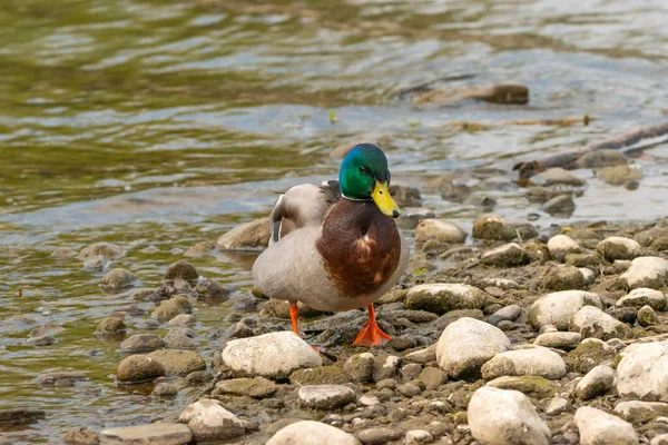 Observação Pato Lago Constança Altenrhein Suíça 2021 — Fotografia de Stock