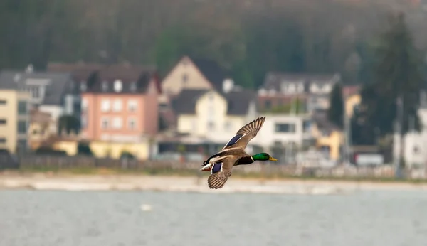 Duck Observation Lake Constance Altenrhein Switzerland 2021 — Stock Photo, Image