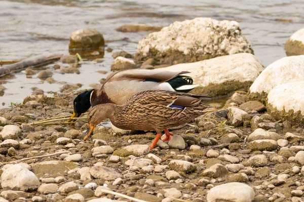 Observação Pato Lago Constança Altenrhein Suíça 2021 — Fotografia de Stock