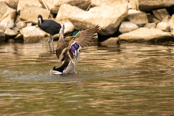 Observation Canard Lac Constance Altenrhein Suisse 2021 — Photo