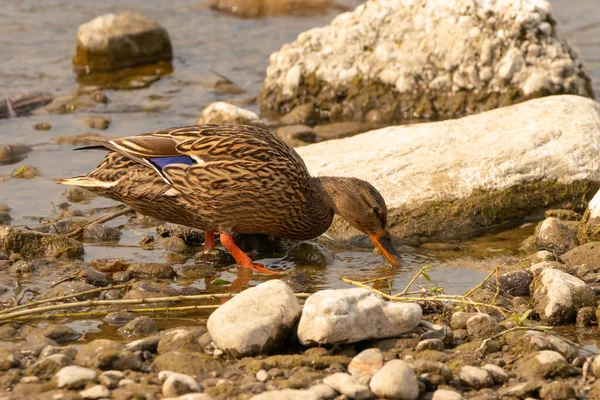 Observação Pato Lago Constança Altenrhein Suíça 2021 — Fotografia de Stock