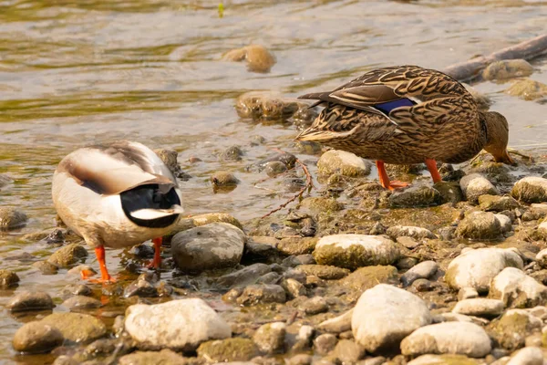 Observação Pato Lago Constança Altenrhein Suíça 2021 — Fotografia de Stock