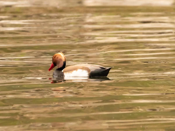 Observação Pato Lago Constança Altenrhein Suíça 2021 — Fotografia de Stock