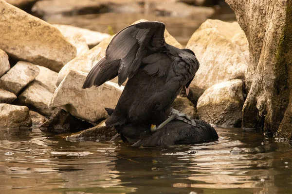 Dua Bebek Seperti Satu Sama Lain Teluk Danau Constance Altenrhein — Stok Foto