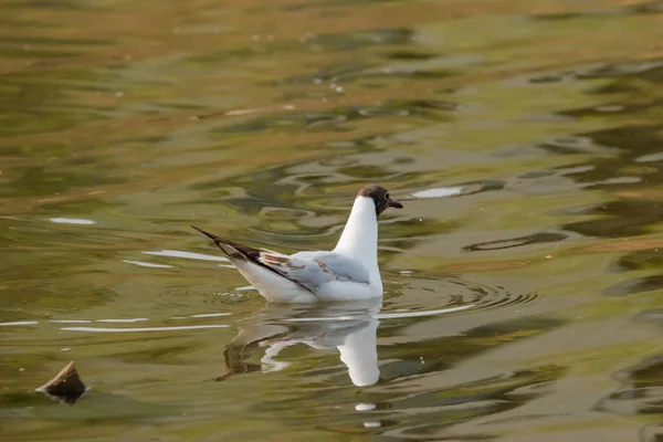 Observación Una Gaviota Bahía Del Lago Constanza Altenrhein Suiza 2021 — Foto de Stock