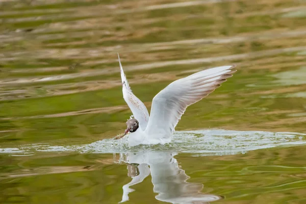 Spotting Seagull Bay Lake Constance Altenrhein Switzerland 2021 — Stock Photo, Image