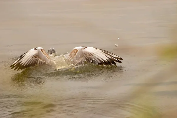 Observación Una Gaviota Bahía Del Lago Constanza Altenrhein Suiza 2021 — Foto de Stock