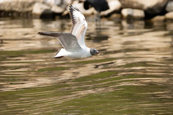 Seagull Has Hunted Fish Lake Constance Altenrhein Switzerland 2021 — Stock Photo, Image