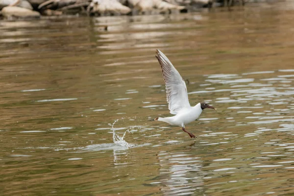 Seagull Has Hunted Fish Lake Constance Altenrhein Switzerland 2021 — Stock Photo, Image