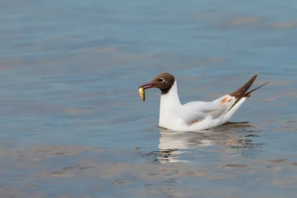 Gaivota Tem Caçado Peixe Lago Constança Altenrhein Suíça 2021 — Fotografia de Stock