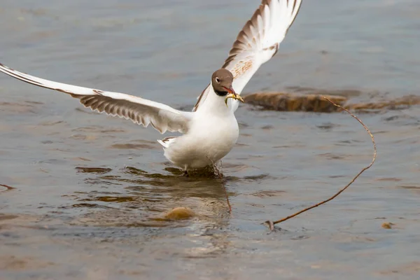 Seagull Has Hunted Fish Lake Constance Altenrhein Switzerland 2021 — Stock Photo, Image