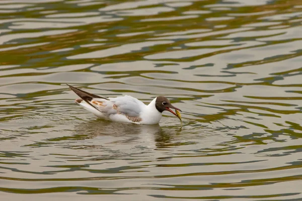 Gaviota Cazado Pez Lago Constanza Altenrhein Suiza 2021 — Foto de Stock