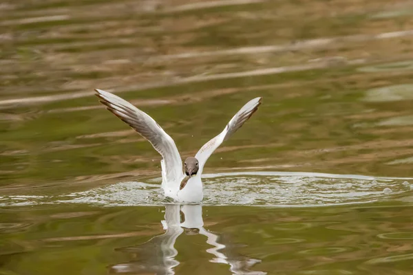 Gaviota Cazado Pez Lago Constanza Altenrhein Suiza 2021 — Foto de Stock